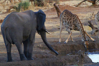 Elephant and Giraffe at Senyati Safari Camp
